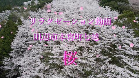 リラクゼーション動画「田辺市本宮町 七越 桜動画 2024」（YouTubeのサイトへリンク）