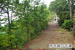 両脇に多くの木々で生い茂っている古道の正面からの写真