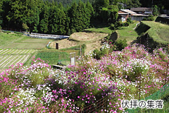 ピンク色や白色の花が多く咲いている集落を上から撮影した写真