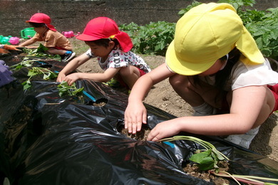 3人の園児たちが野菜の種まきをしている写真