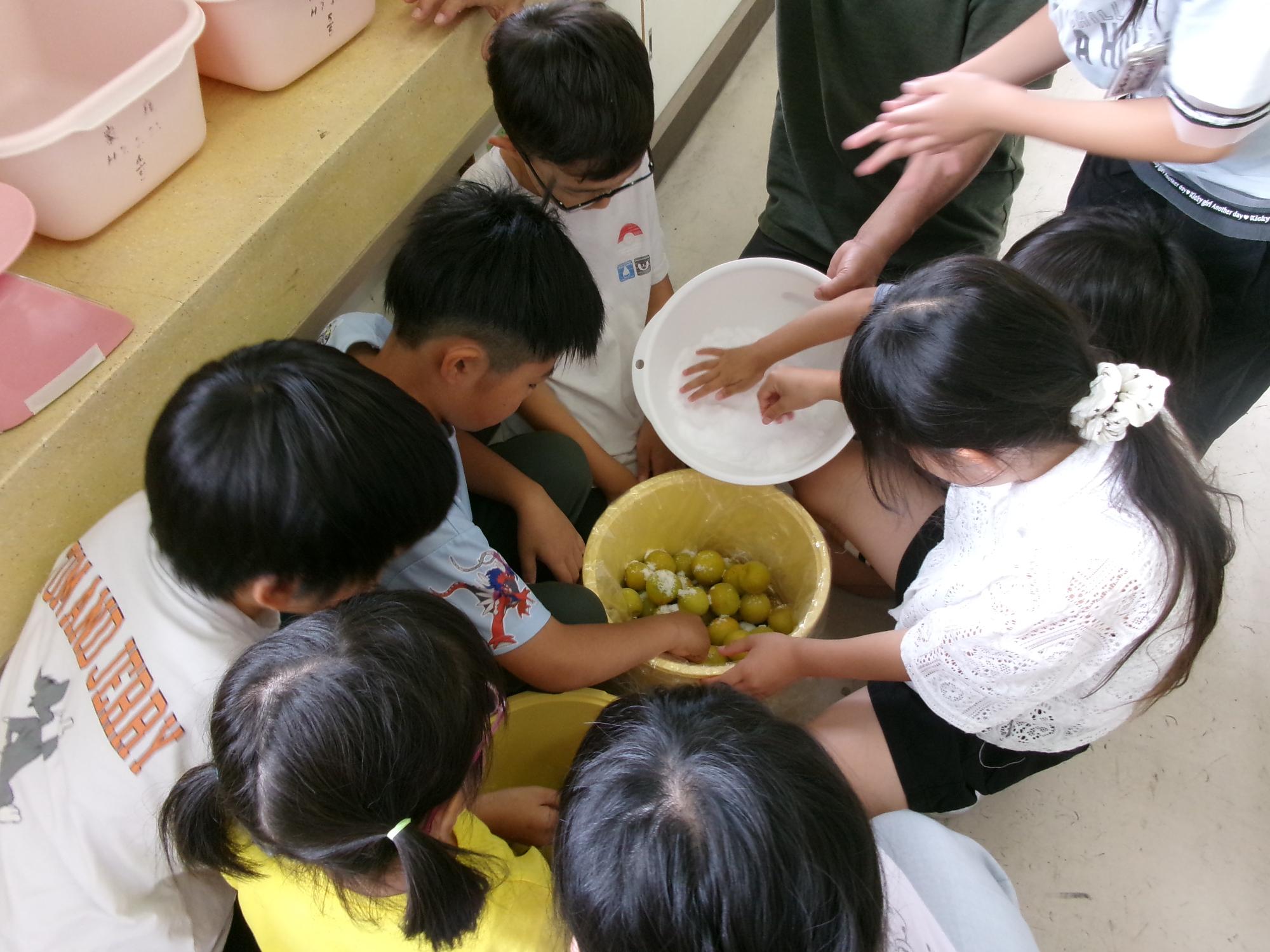 中芳養小学校3年生と梅干し作り体験