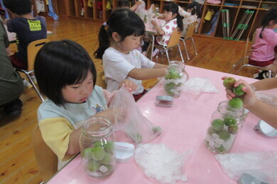 椅子に座りながら瓶に梅と角砂糖を入れている園児たちの写真