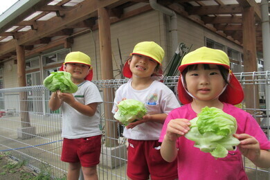 3人の園児たちが収穫したレタスをもって喜んでいる写真
