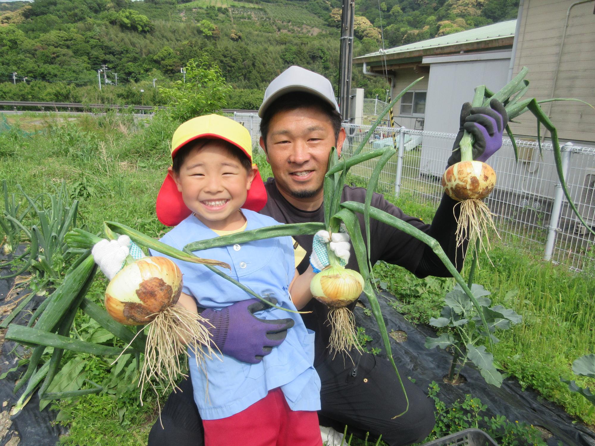 親子タマネギ収穫
