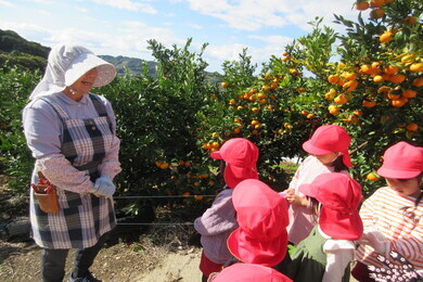 奥にみかんが沢山なっているみかんの木があり、手前に赤い帽子を被った園児たちと高齢の女性がいる写真