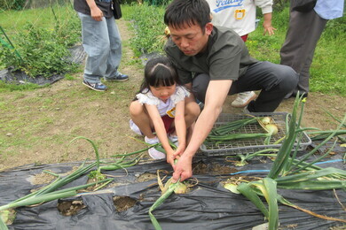 親子で玉ねぎの根元を持ちながら収穫をしている写真