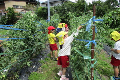 赤と黄色の帽子を被った多くの園児たちがきゅうりの収穫を頑張っている写真