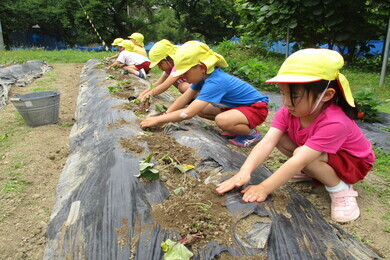 黄色い帽子を被った園児たちが幼稚園の裏にある畑で野菜の種まきをしている写真