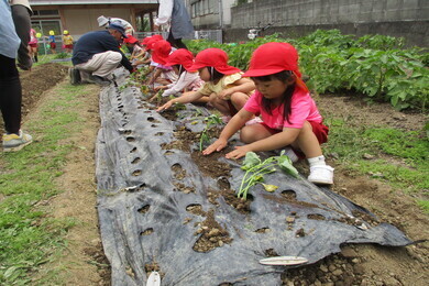 赤い帽子を被った園児たちが幼稚園の裏にある畑で野菜の収穫をしている写真