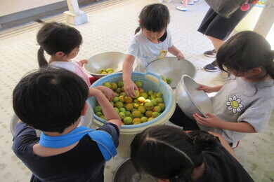 園児たちと小学生たちで梅干しや梅ジュースを協力して作っている写真
