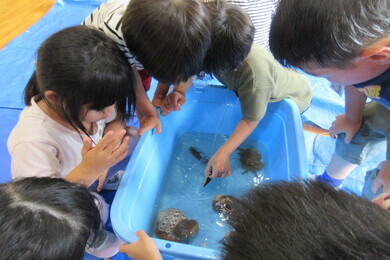 園児たちがバケツの中にいる海の生き物を見ている写真