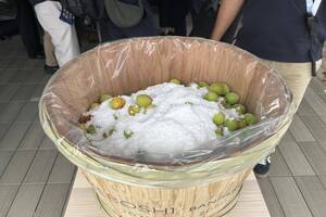 大きな漬物桶の中に、梅がつけこまれている写真