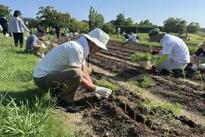半袖の服を着て帽子を被った参加者たちが、花の苗を植えたり土を整えている写真