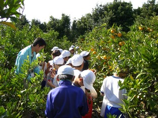 みかん狩り小学生